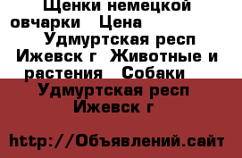 Щенки немецкой овчарки › Цена ­ 10000-12000 - Удмуртская респ., Ижевск г. Животные и растения » Собаки   . Удмуртская респ.,Ижевск г.